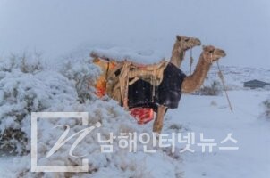 낙타등에 내린 눈